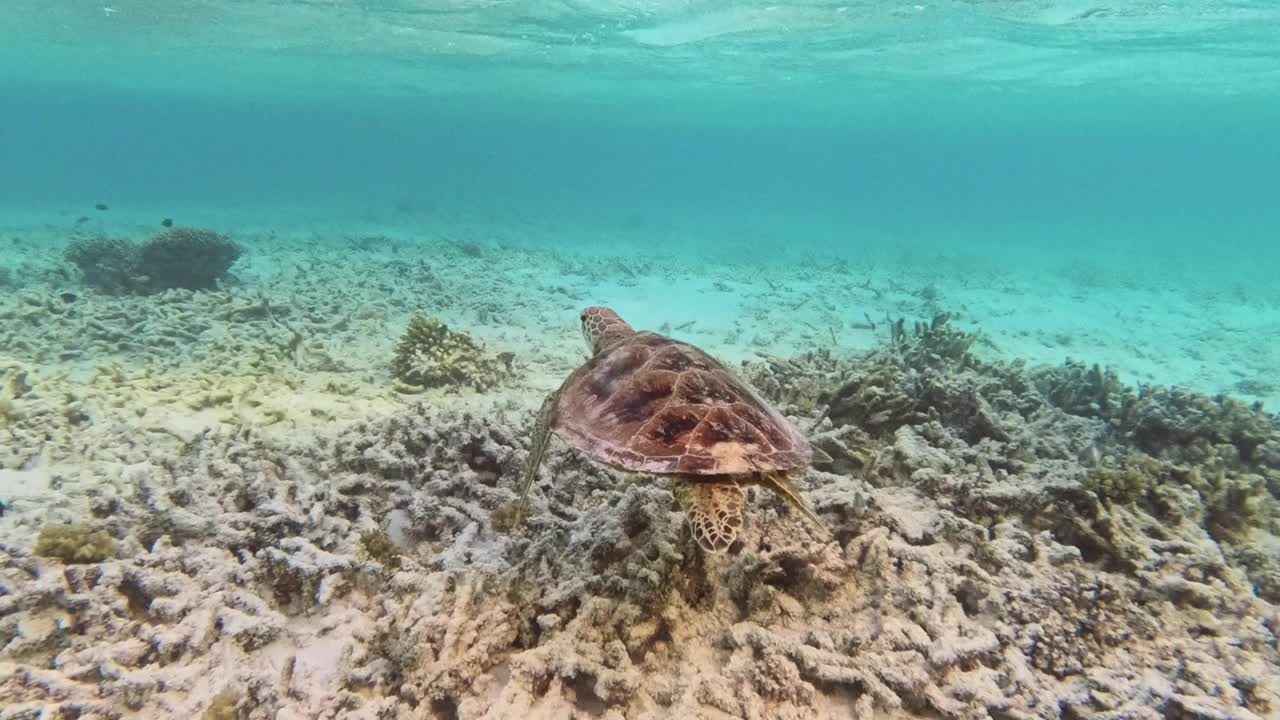 玳瑁海龟在海里游泳视频素材