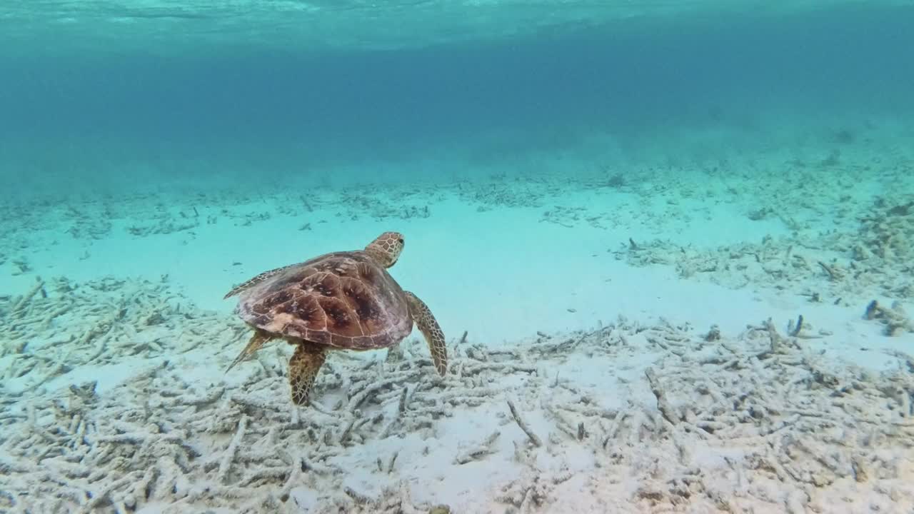 玳瑁海龟在海里游泳视频素材