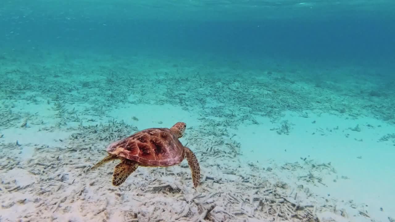 玳瑁海龟在海里游泳视频素材