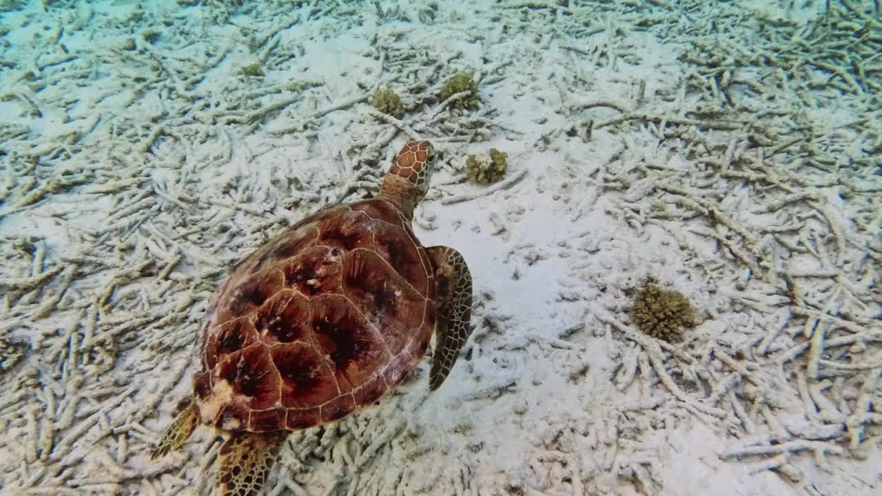 玳瑁海龟在海里游泳视频素材