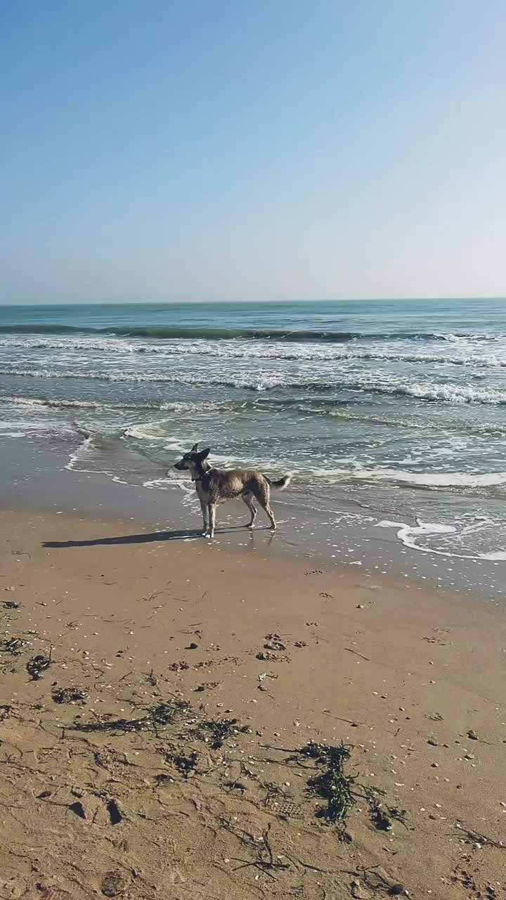 狗在海边的水里玩耍。晴朗的日子。视频素材