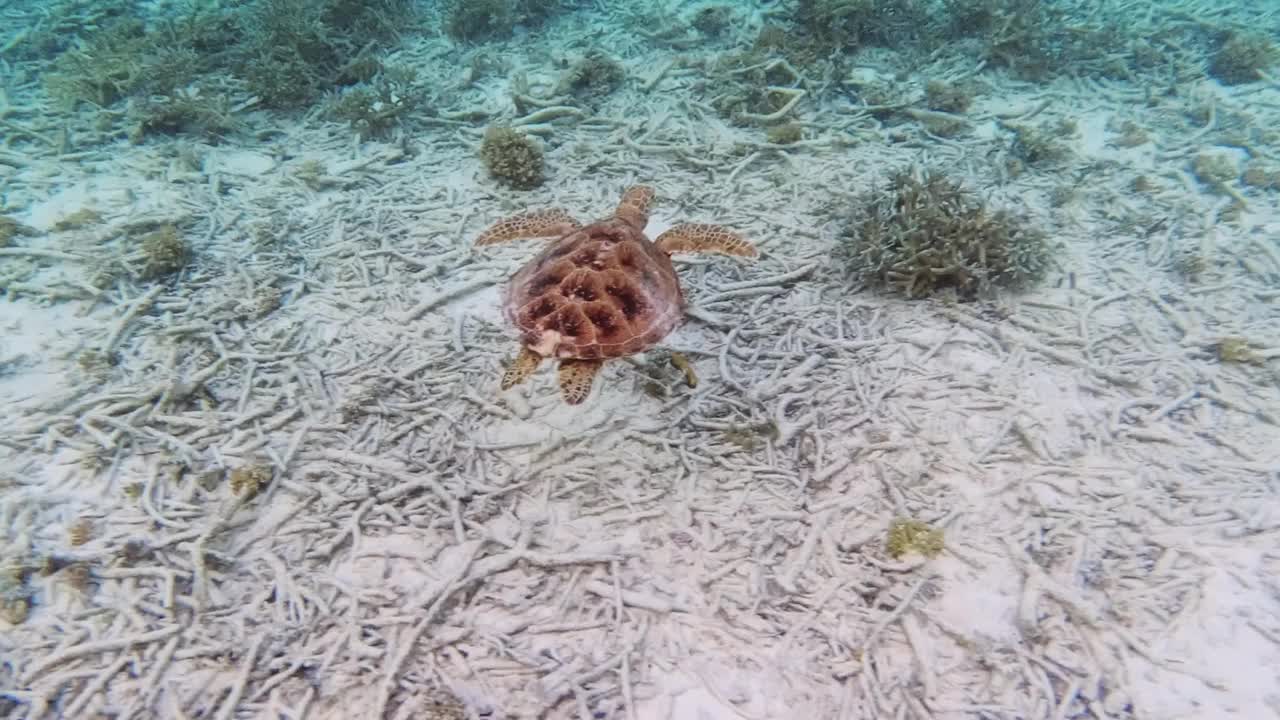 玳瑁海龟在海里游泳视频素材