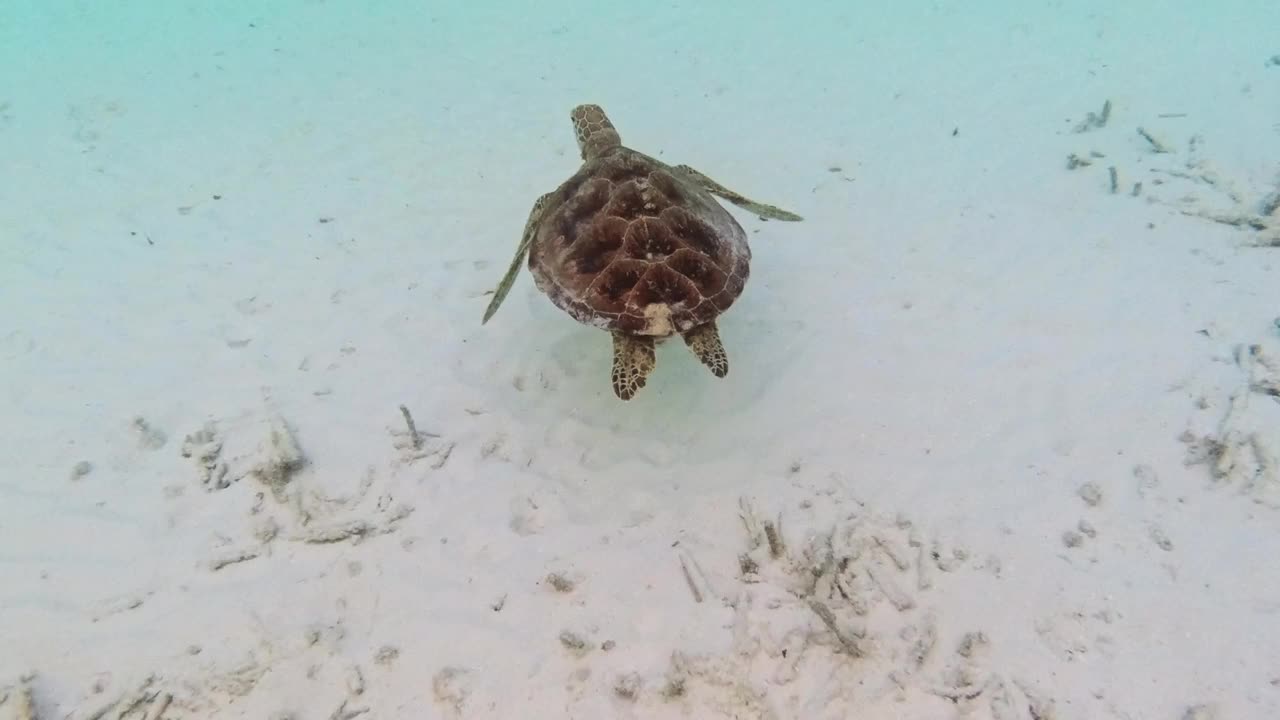 玳瑁海龟在海里游泳视频素材