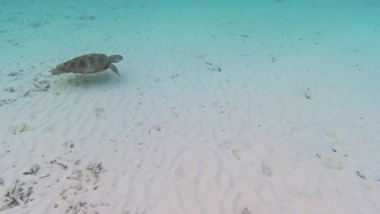 玳瑁海龟在海里游泳视频素材