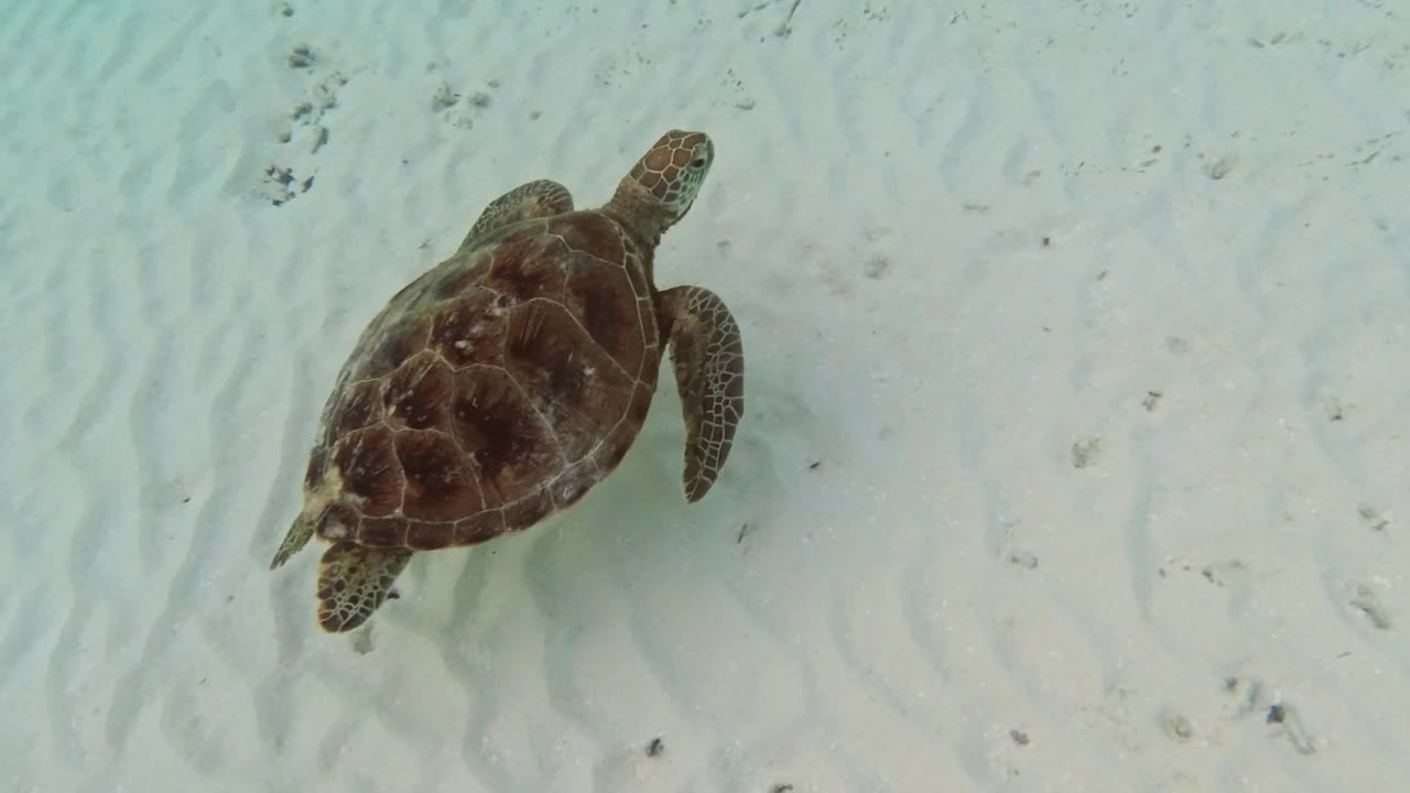 玳瑁海龟在海里游泳视频素材