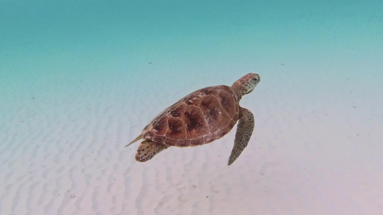 玳瑁海龟在海里游泳视频素材