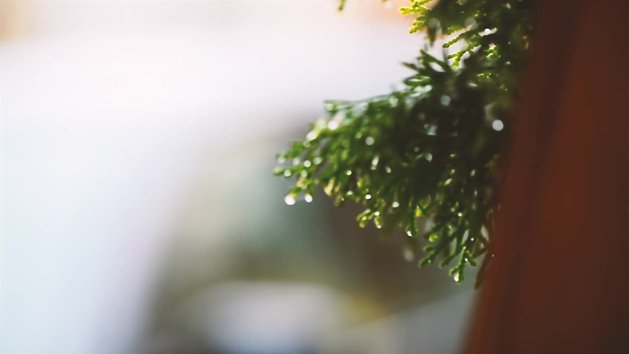 雨滴在绿色植物上的4K原始视频。一个雨天。视频素材