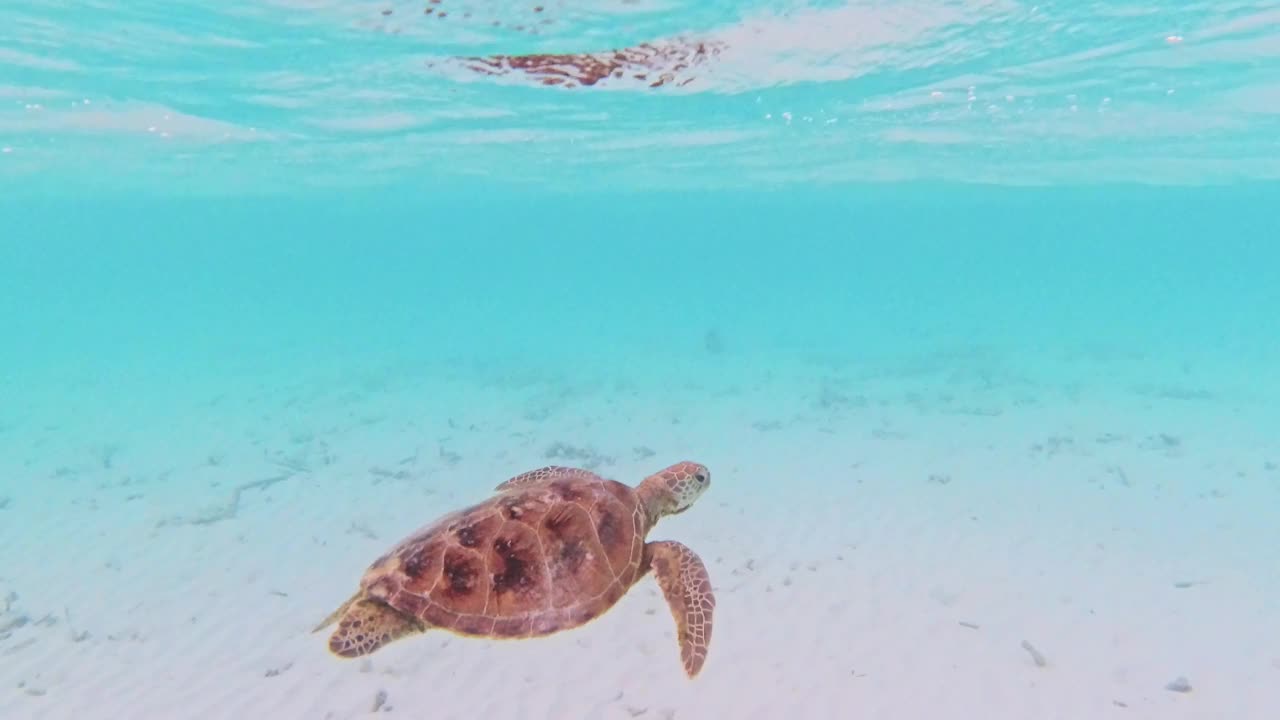 玳瑁海龟向上移动，在海洋中呼吸视频素材