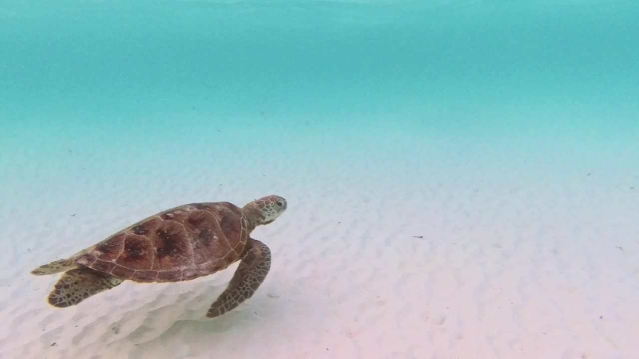 玳瑁海龟在海里游泳视频素材