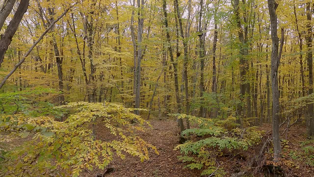 在秋天的森林里，黄叶丛中的全景。视频素材