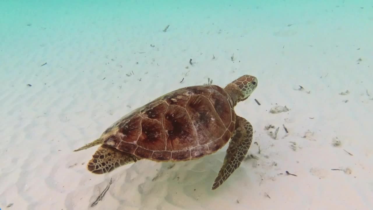 玳瑁海龟在海里游泳视频素材