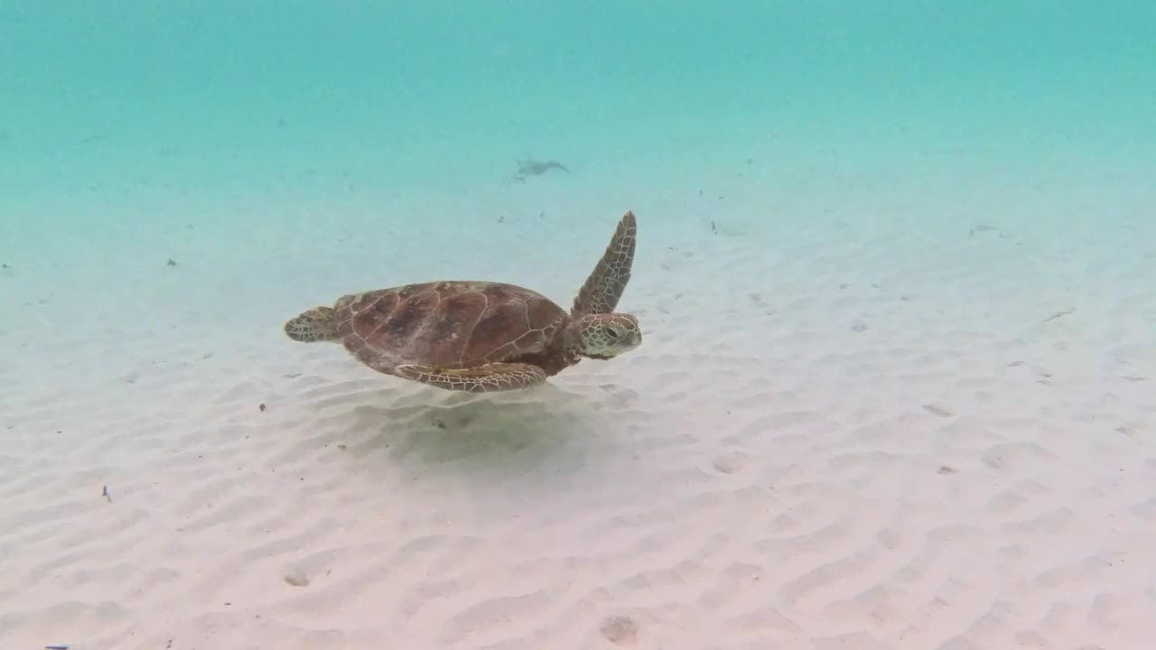 玳瑁海龟在海里游泳视频素材