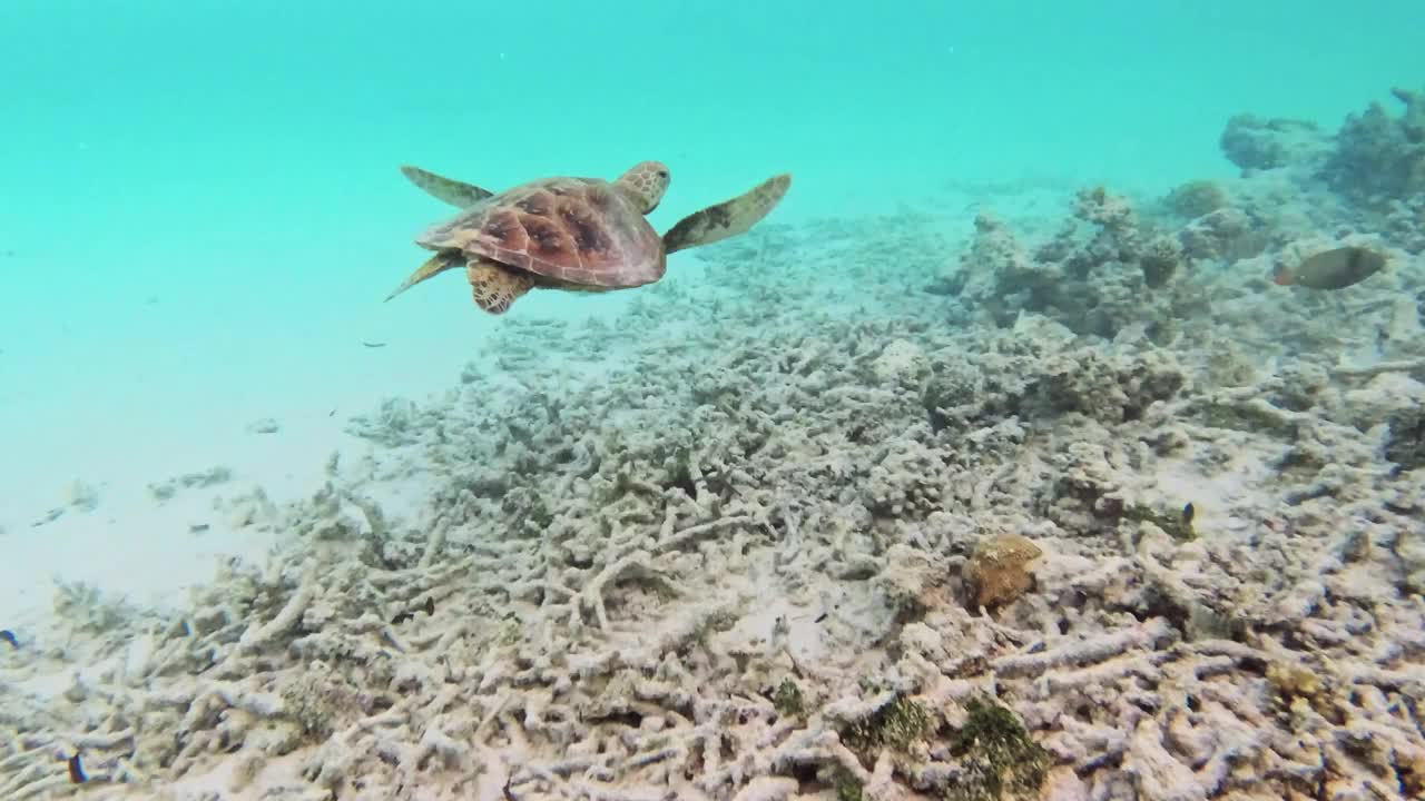 玳瑁海龟在海里游泳视频素材