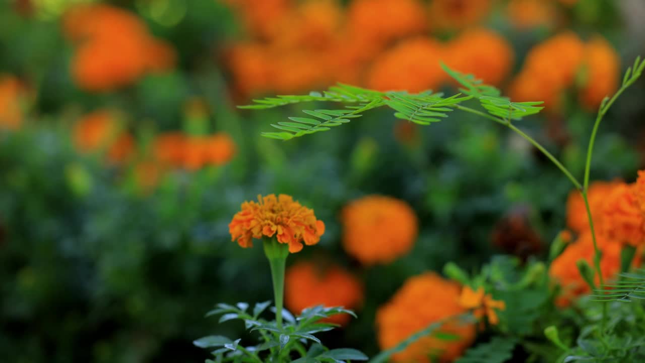 花园里的花很漂亮视频素材