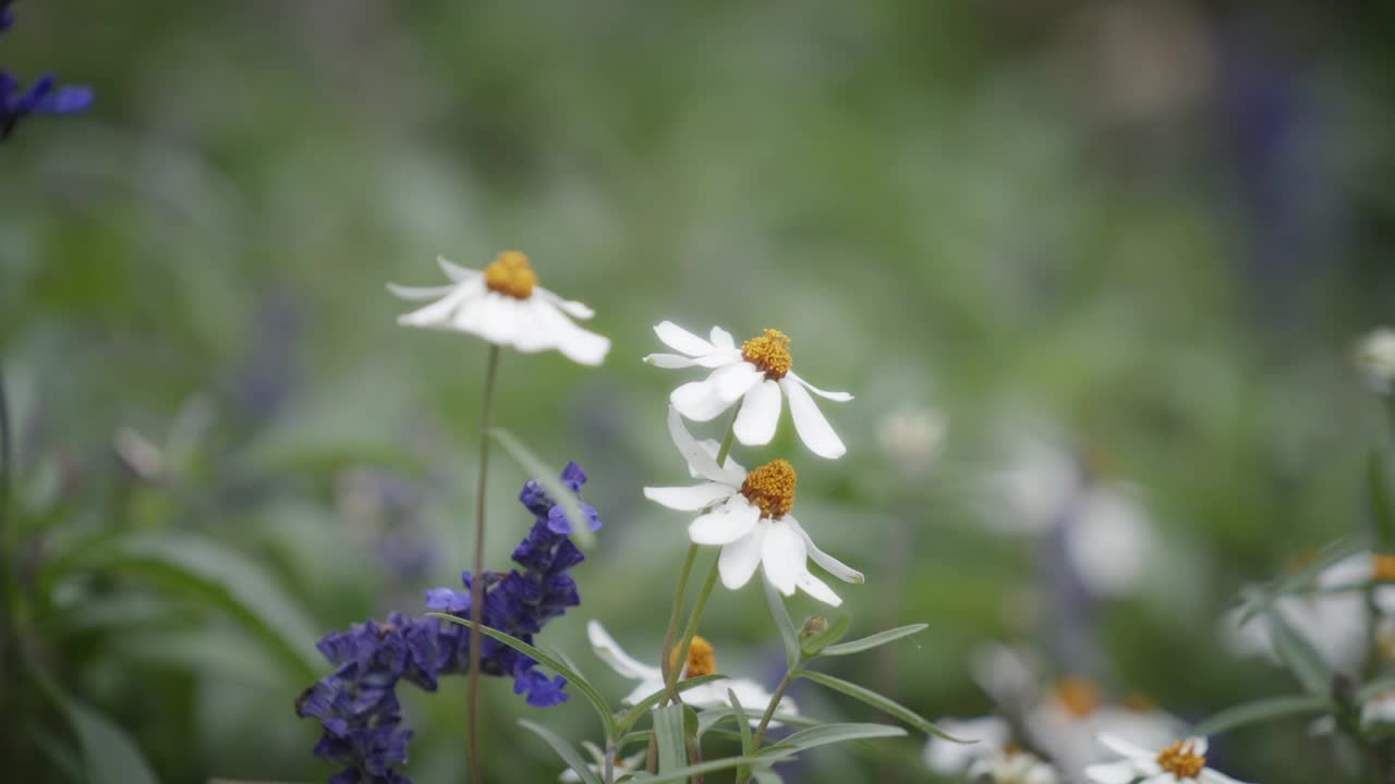 野生白色紫苑开花的特写视频素材