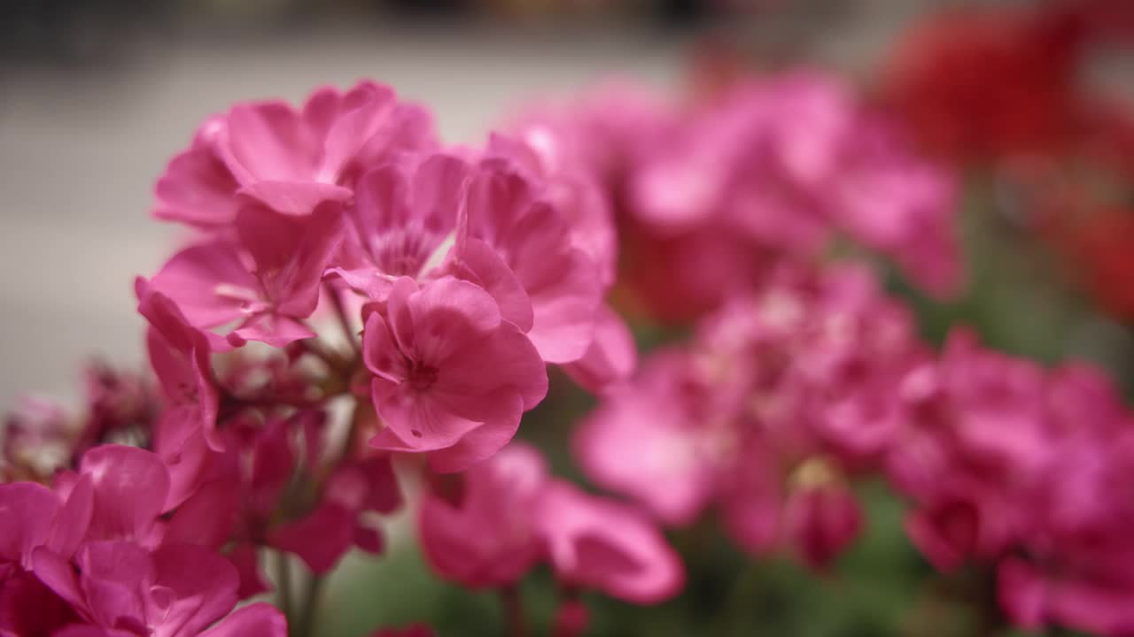 粉红天竺葵花的特写视频素材