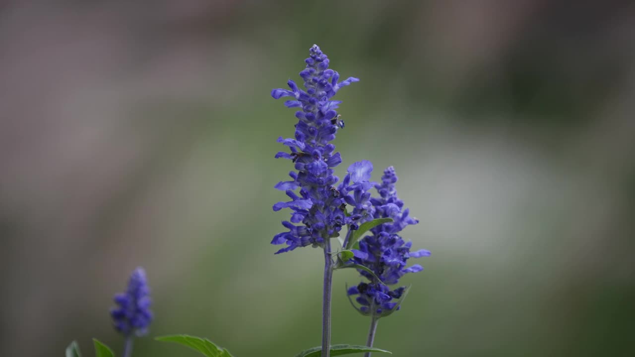 蓝色薰衣草花的特写镜头视频素材