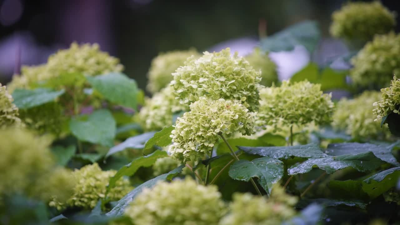 白色的绣球花在花园里盛开视频素材