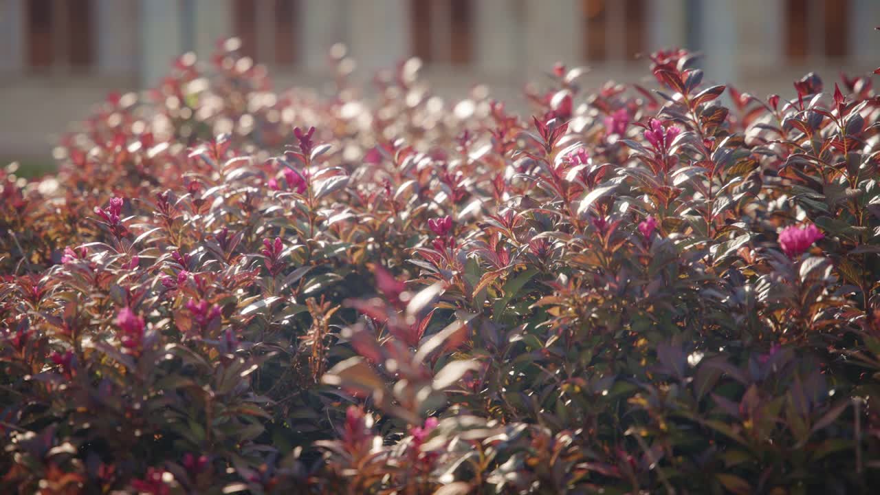 紫红色的花朵在外面盛开视频素材