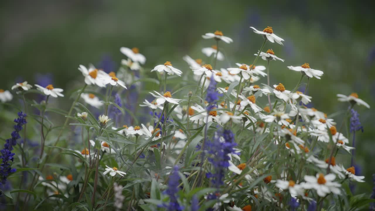 开着白色的洋甘菊视频素材