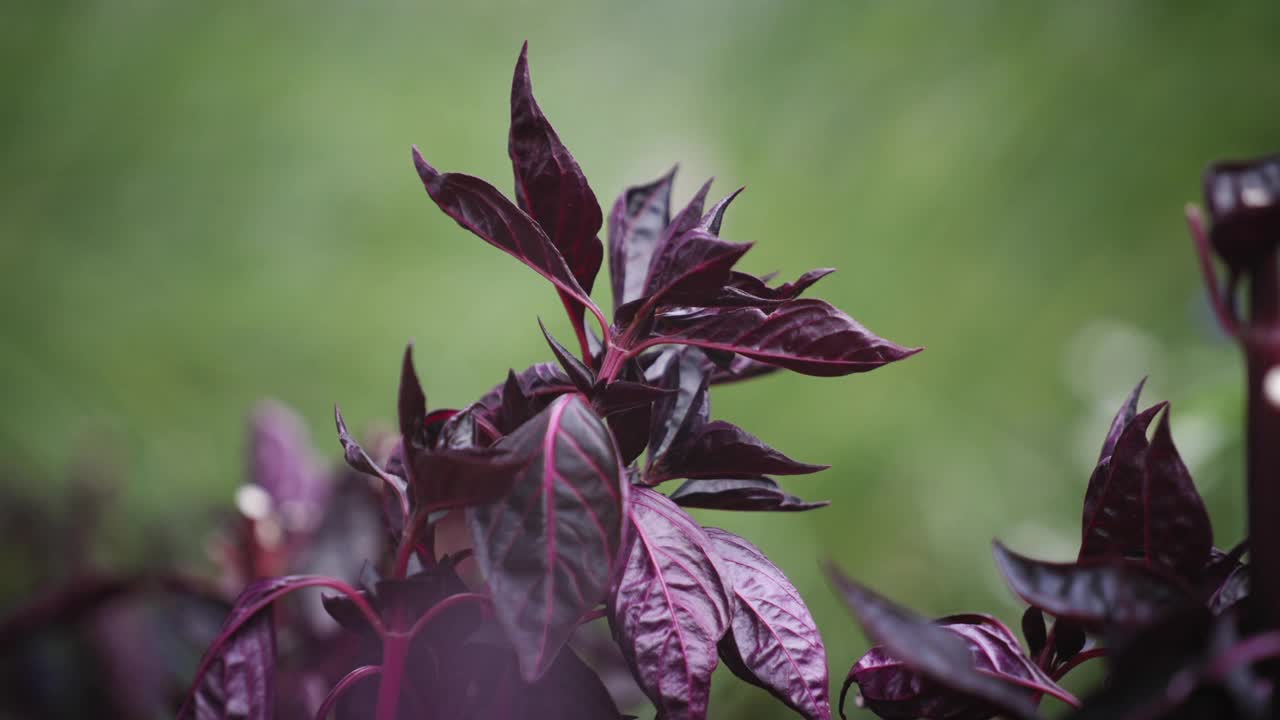 红色苋菜花的特写视频素材