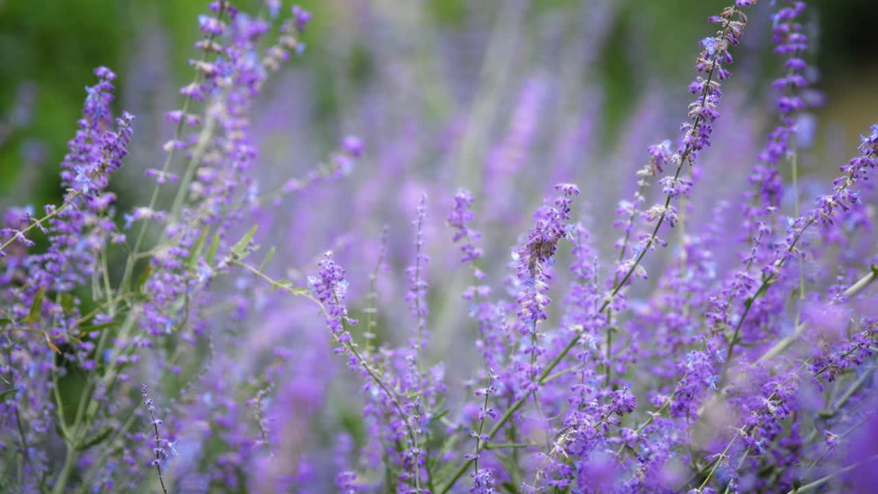 薰衣草花在田野里盛开视频素材