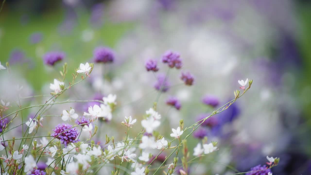 白色和紫色花朵的特写视频素材