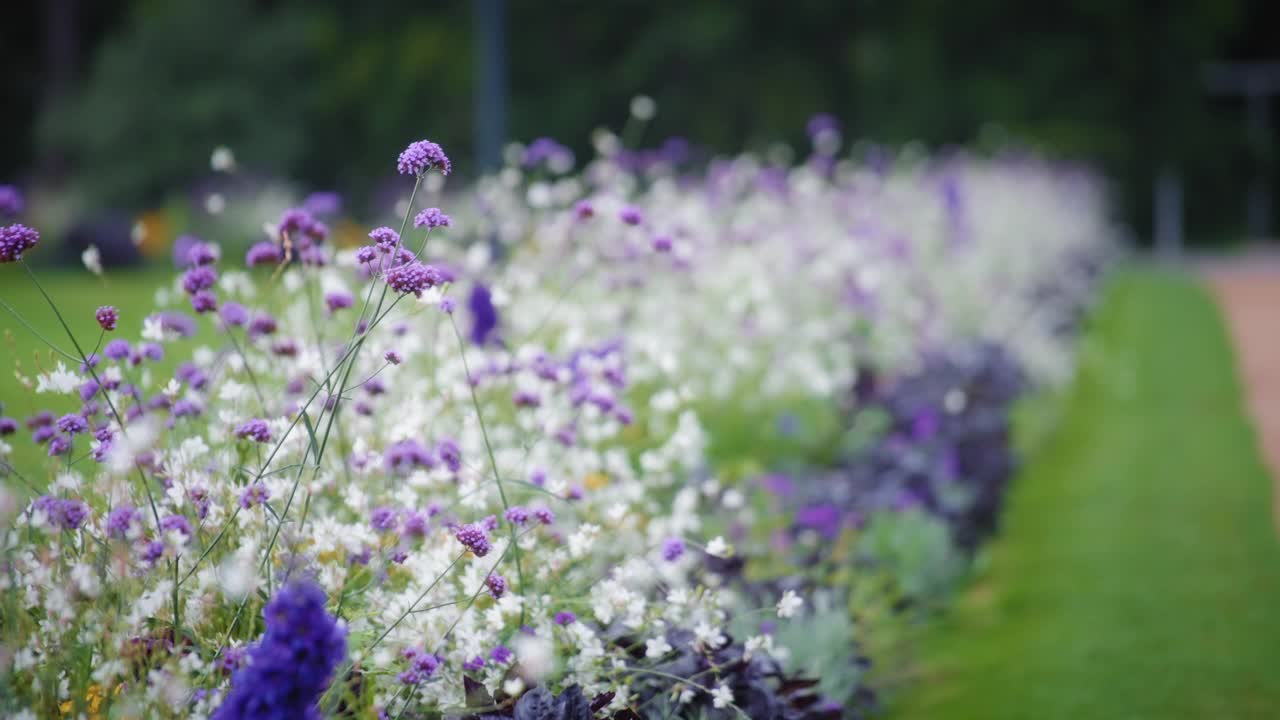 城市花园里开着白色和紫色的花视频素材