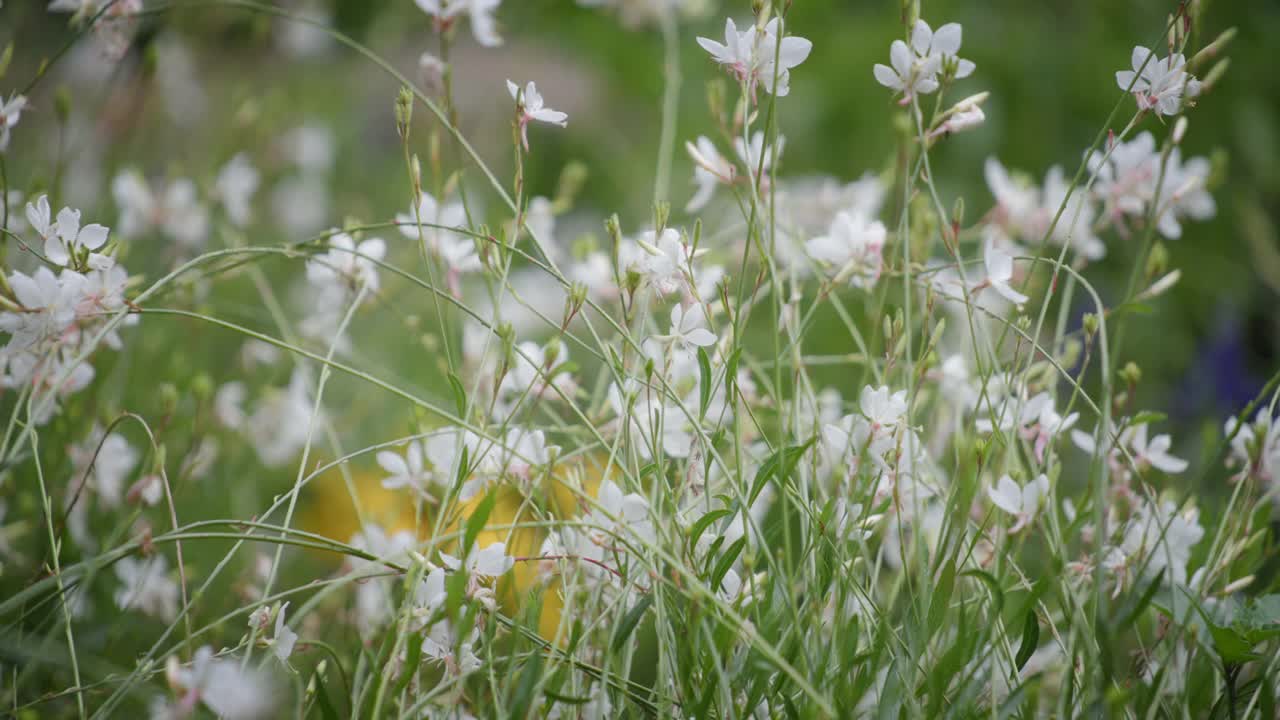 美丽的白花盛开视频素材