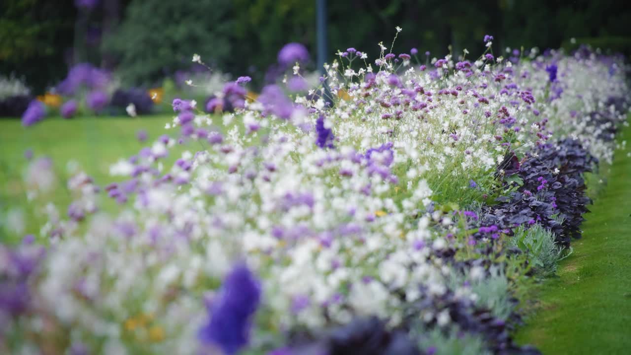 开着白色和紫色的花视频素材