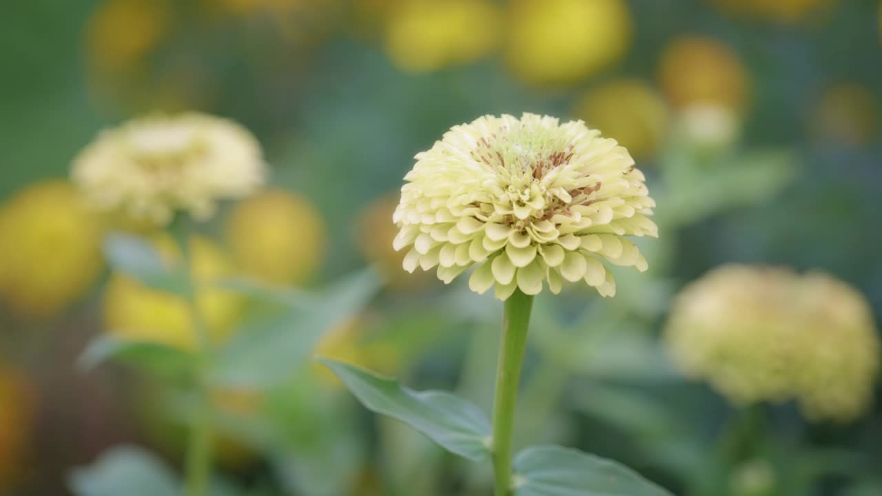 一朵盛开的黄色花朵的特写镜头视频素材