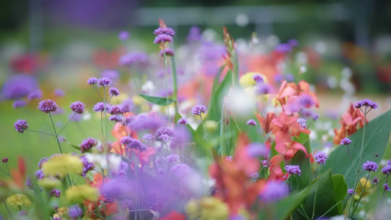 盛开着鲜艳的花朵视频素材