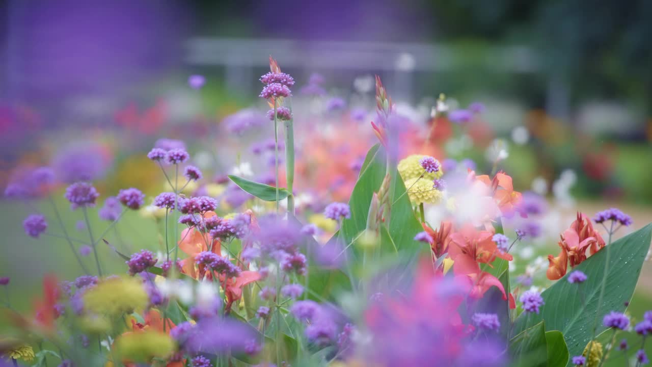 五彩缤纷的花朵盛开视频素材