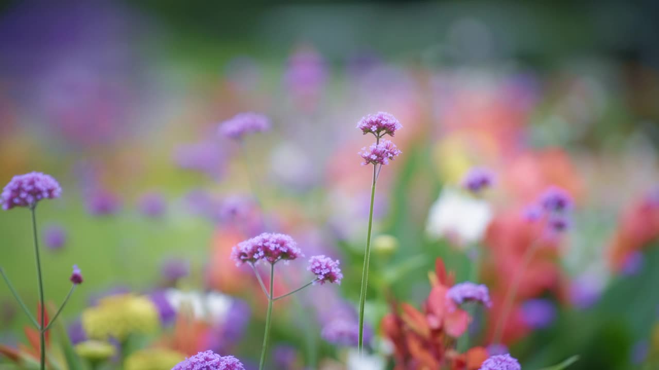 彩色花朵的特写视频素材