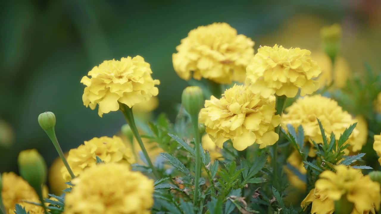 黄色的绣球花在花园里盛开视频素材