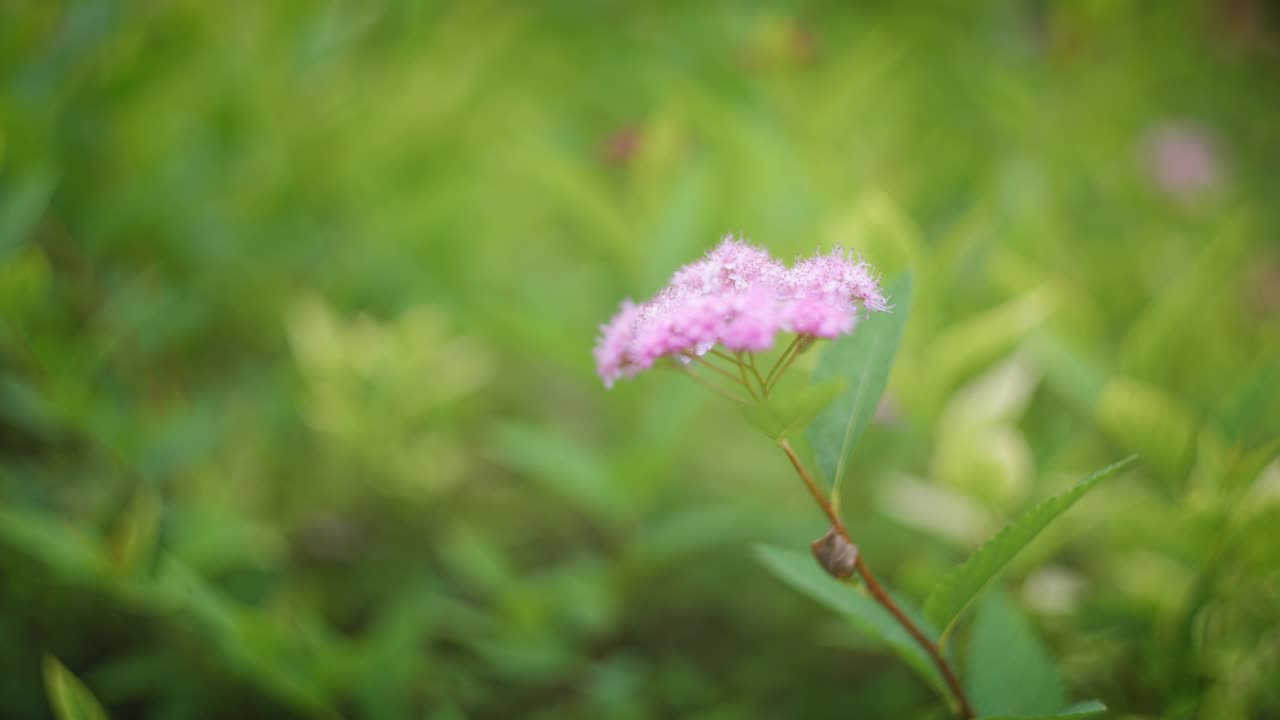 绿色背景上的花朵的特写视频素材