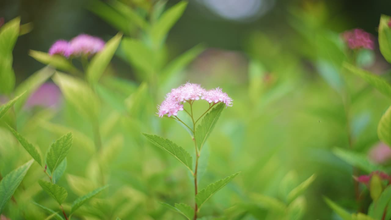 紫色的花，绿色的叶子视频素材