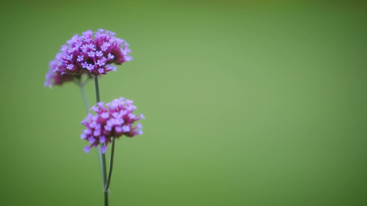 美丽的紫色马利筋花视频素材