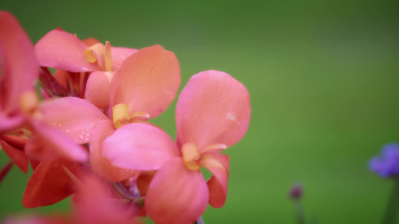 红色花瓣在绿色背景上视频素材