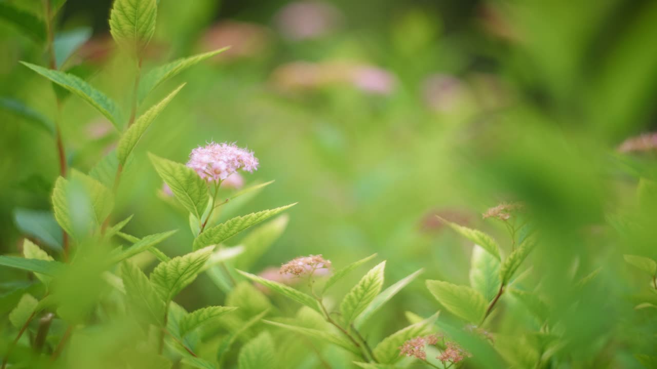 紫色花朵自然背景视频素材