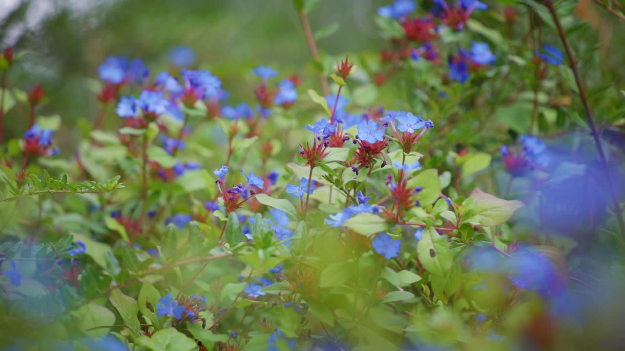 蓝色的小花，绿色的叶子视频素材