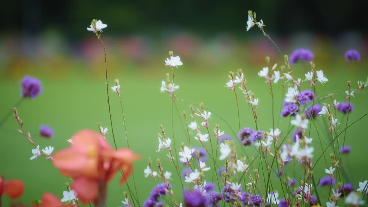 白色和紫色的花朵视频素材