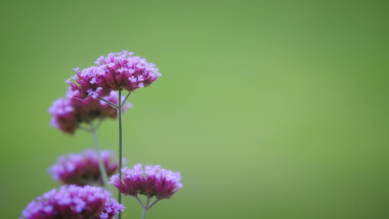 紫色马利筋花，闭合视频素材