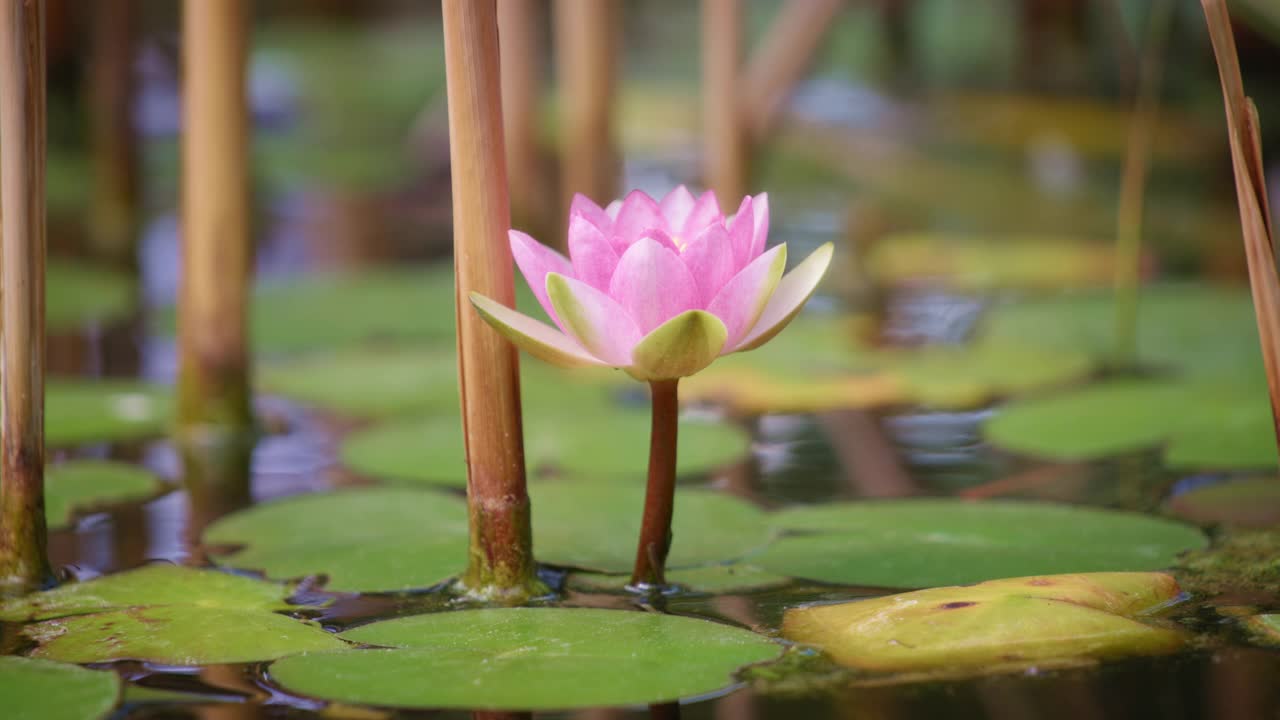 池塘里有荷花和睡莲视频素材