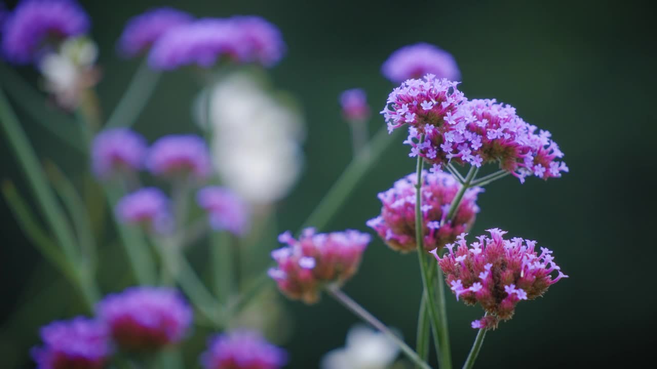 马利筋花在花园里盛开视频素材