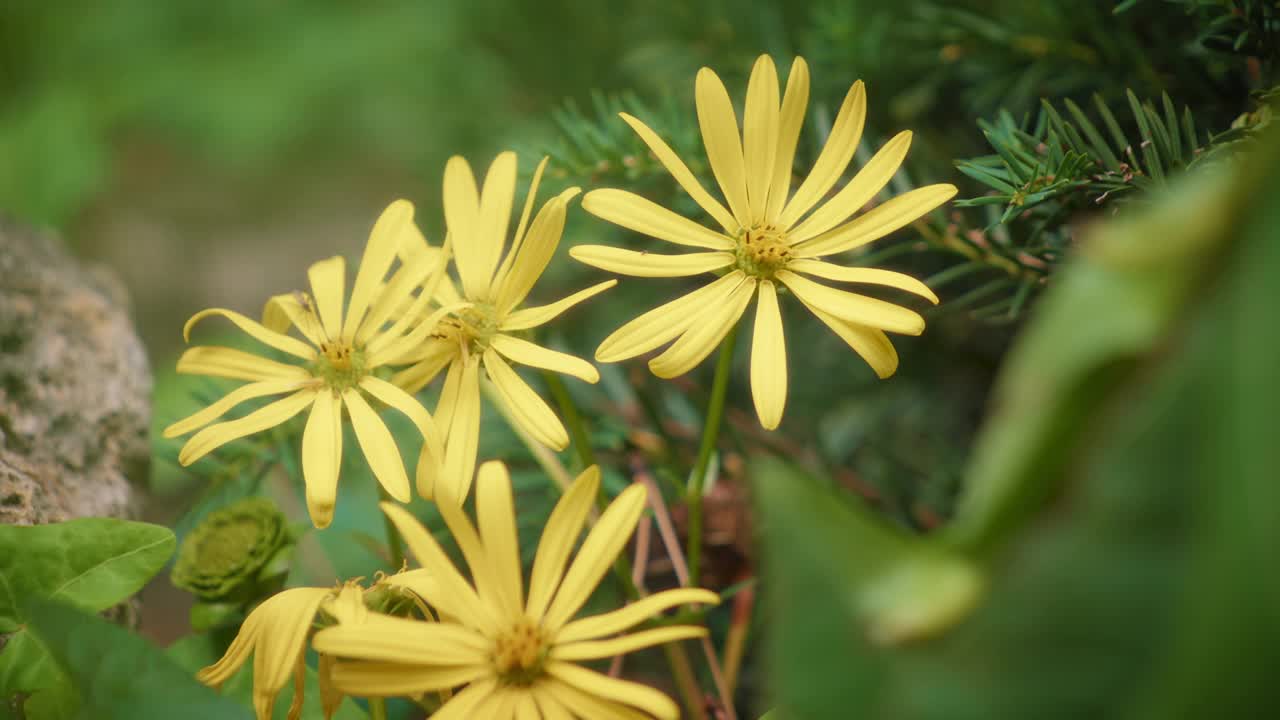 金黄色的紫菀花在绿色的背景上视频素材