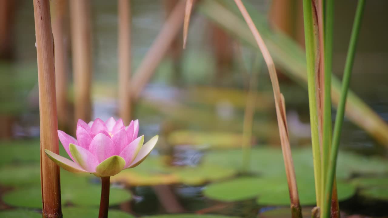 美丽的荷花和睡莲视频素材