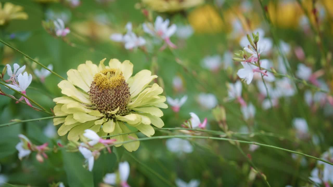 香草花视频素材