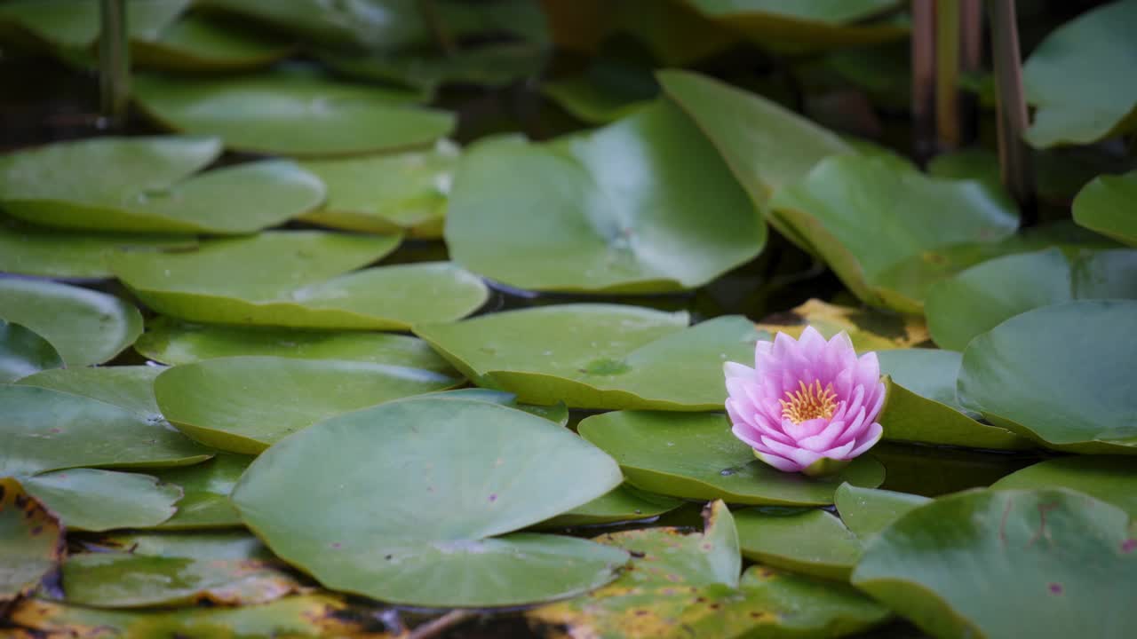 池塘里的睡莲视频素材