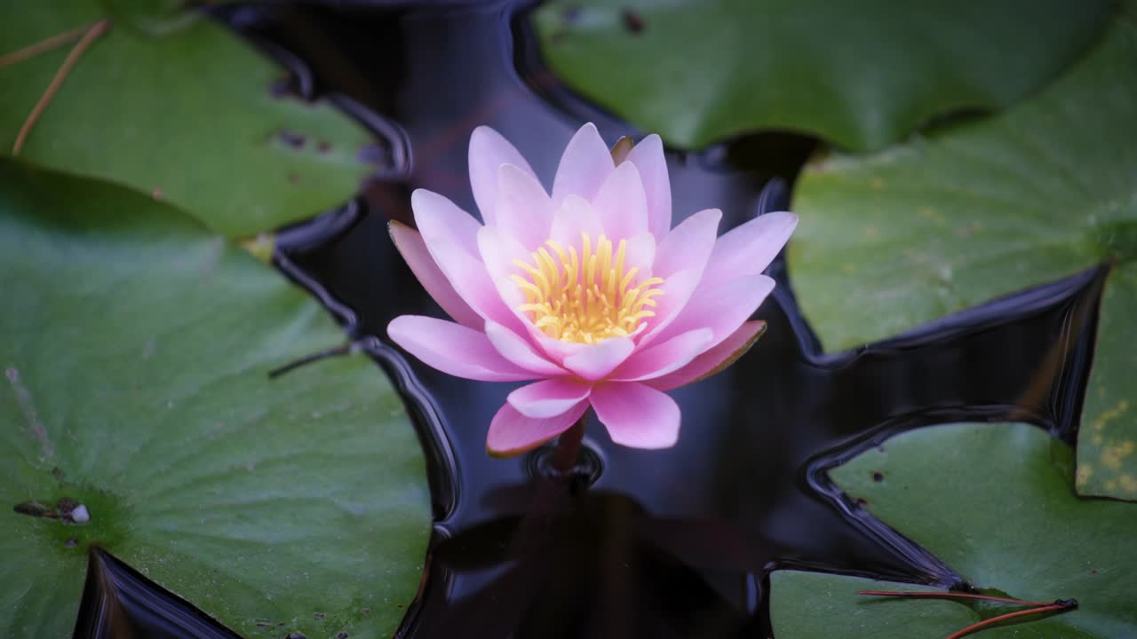 池塘里美丽的紫色荷花视频素材